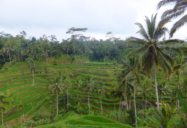 Reisterrassen Tegallalang
