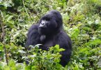 Mgahinga Gorillas National Park | Uganda